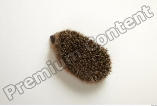 Hedgehog - Erinaceus europaeus  0046